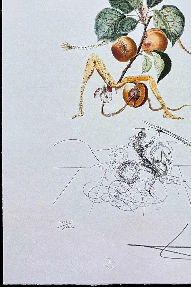 Salvador Dalí - Abricot Chevalier - signováno, limitovaná edice, 50x66cm