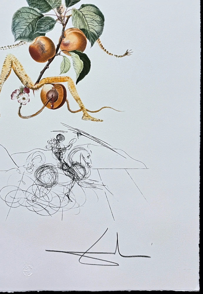Salvador Dalí - Abricot Chevalier - signováno, limitovaná edice, 50x66cm