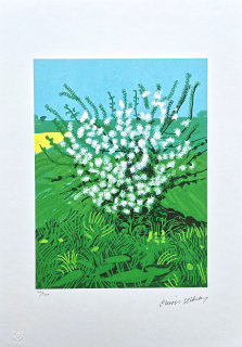 David Hockney - The Arrival of Spring in Woldgate 30th April 100/500 - limitovaná edice s certifikátem, 35x50 cm