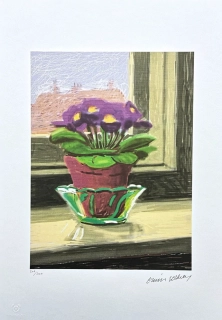 David Hockney - Purple Primrose x/500 - limitovaná edice s certifikátem, 35x50 cm