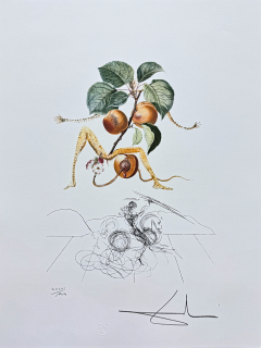 Salvador Dalí - Abricot Chevalier - signováno, limitovaná edice, 50x66cm